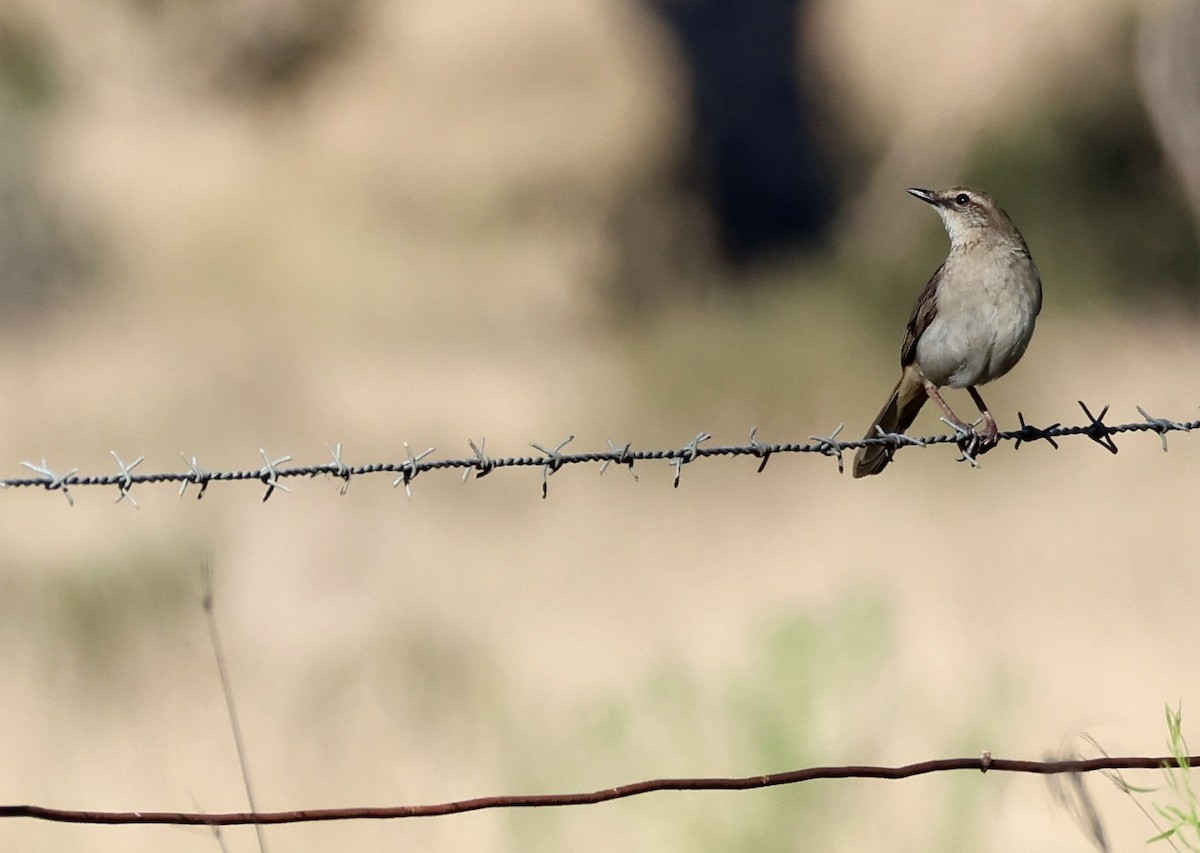 Rufous Songlark - ML643413064