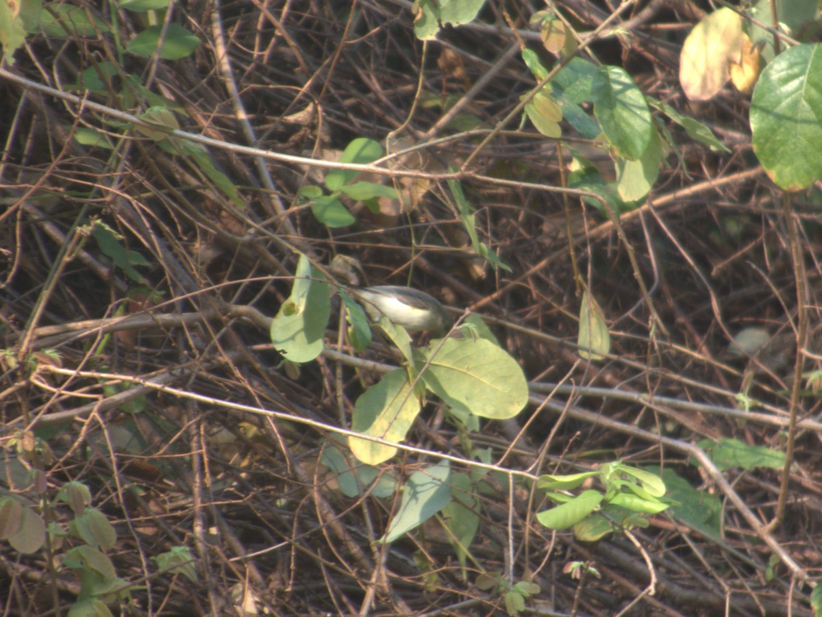 Mouse-colored Sunbird - ML643413072