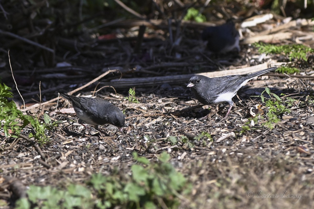 Dark-eyed Junco - ML643413088