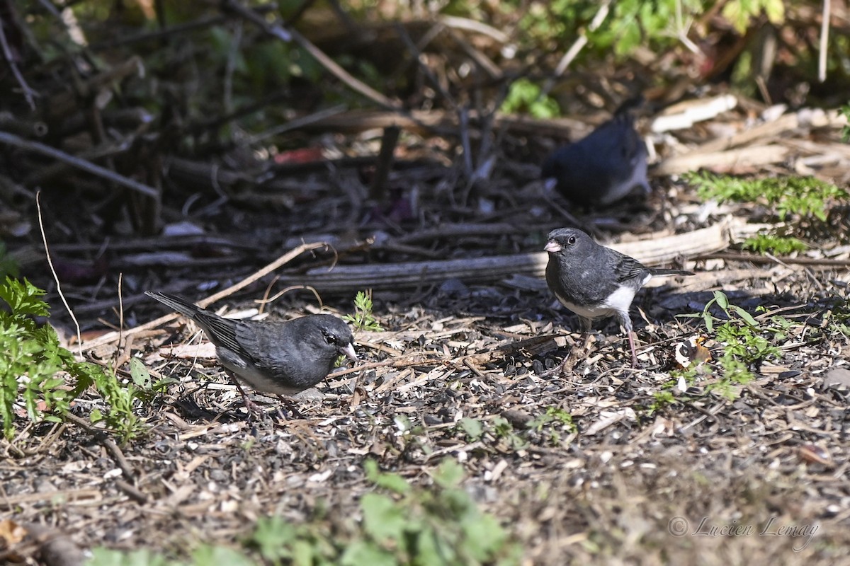 Dark-eyed Junco - ML643413091