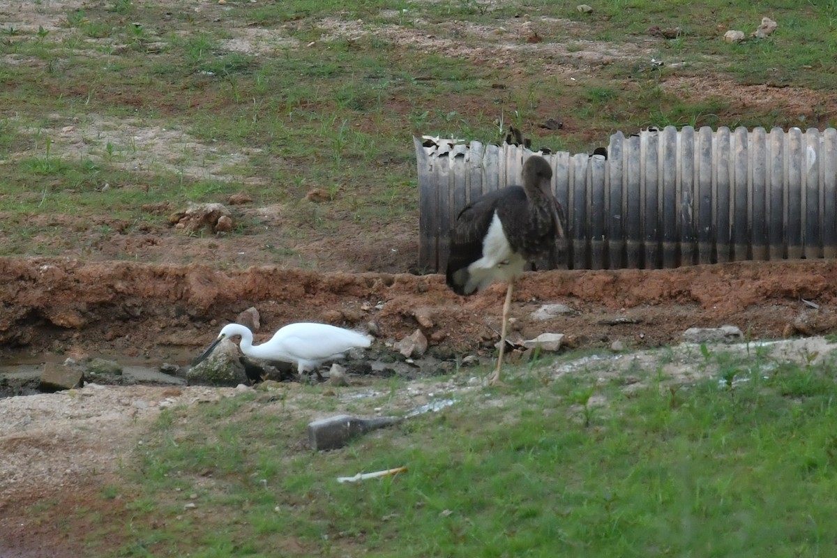 Black Stork - ML643413093
