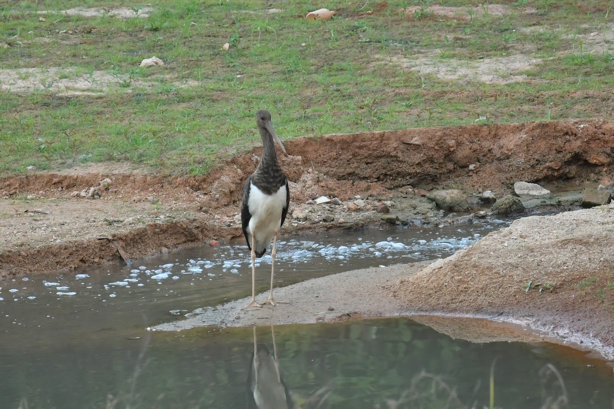 Black Stork - ML643413094