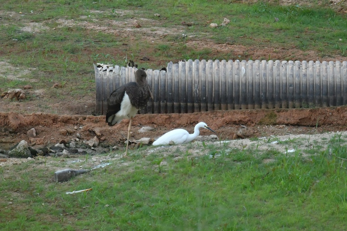 Black Stork - ML643413095