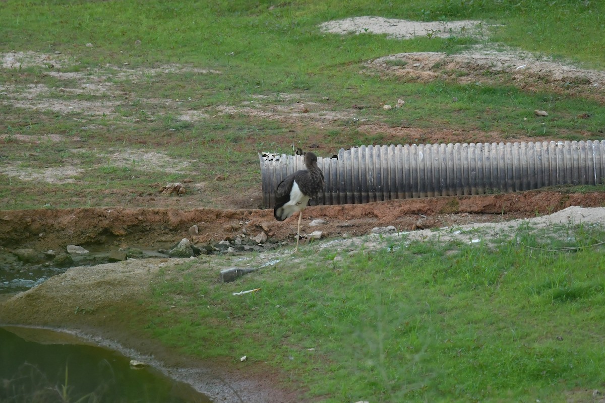 Black Stork - ML643413096