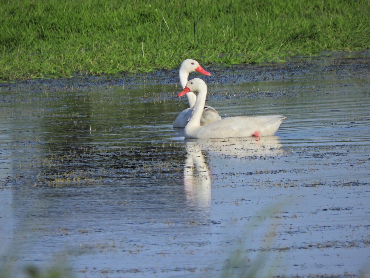 Coscoroba Swan - ML643413097