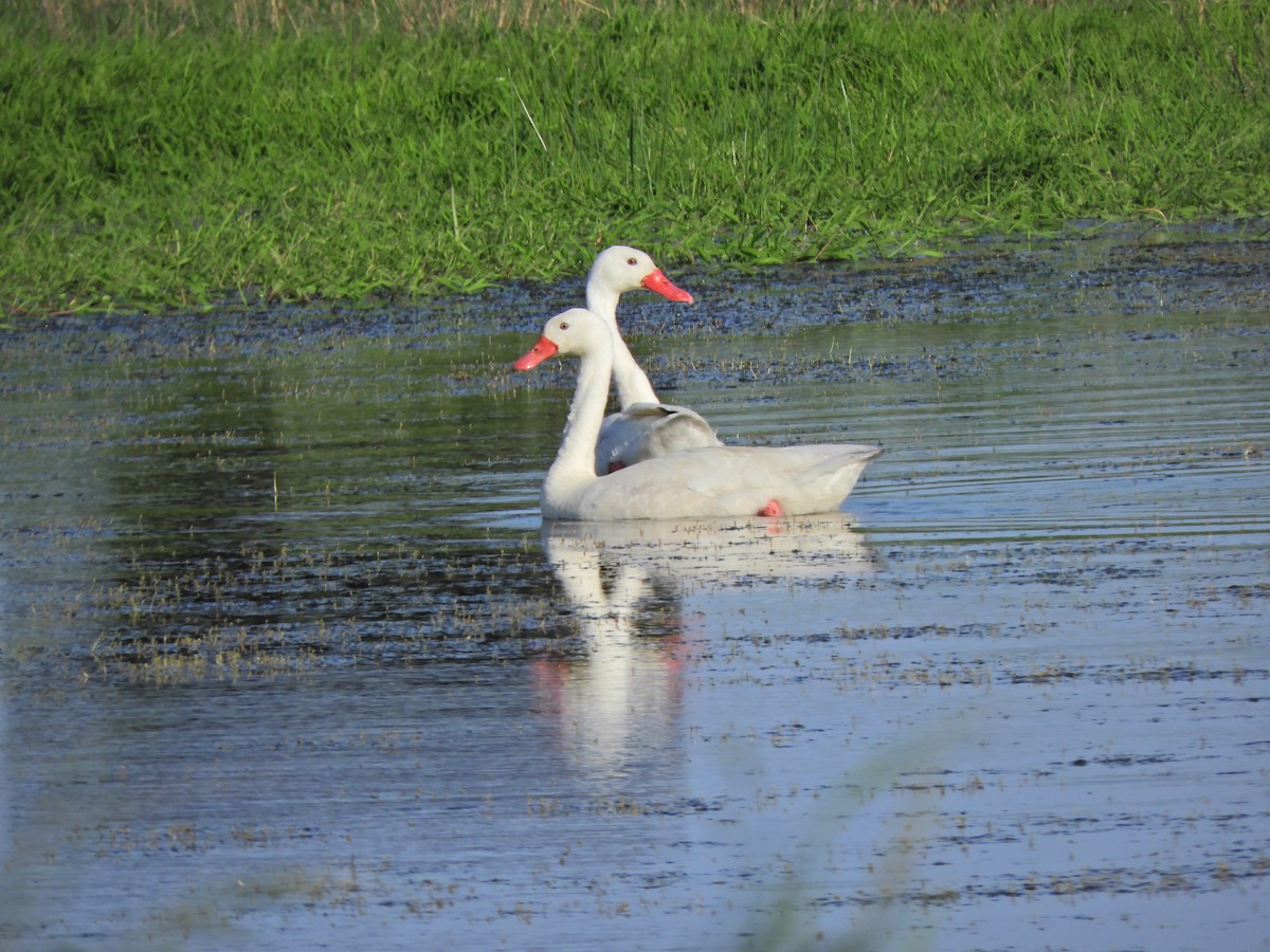 Coscoroba Swan - ML643413098