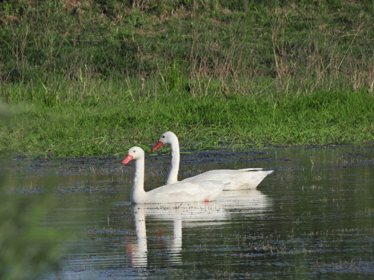 Coscoroba Swan - ML643413099