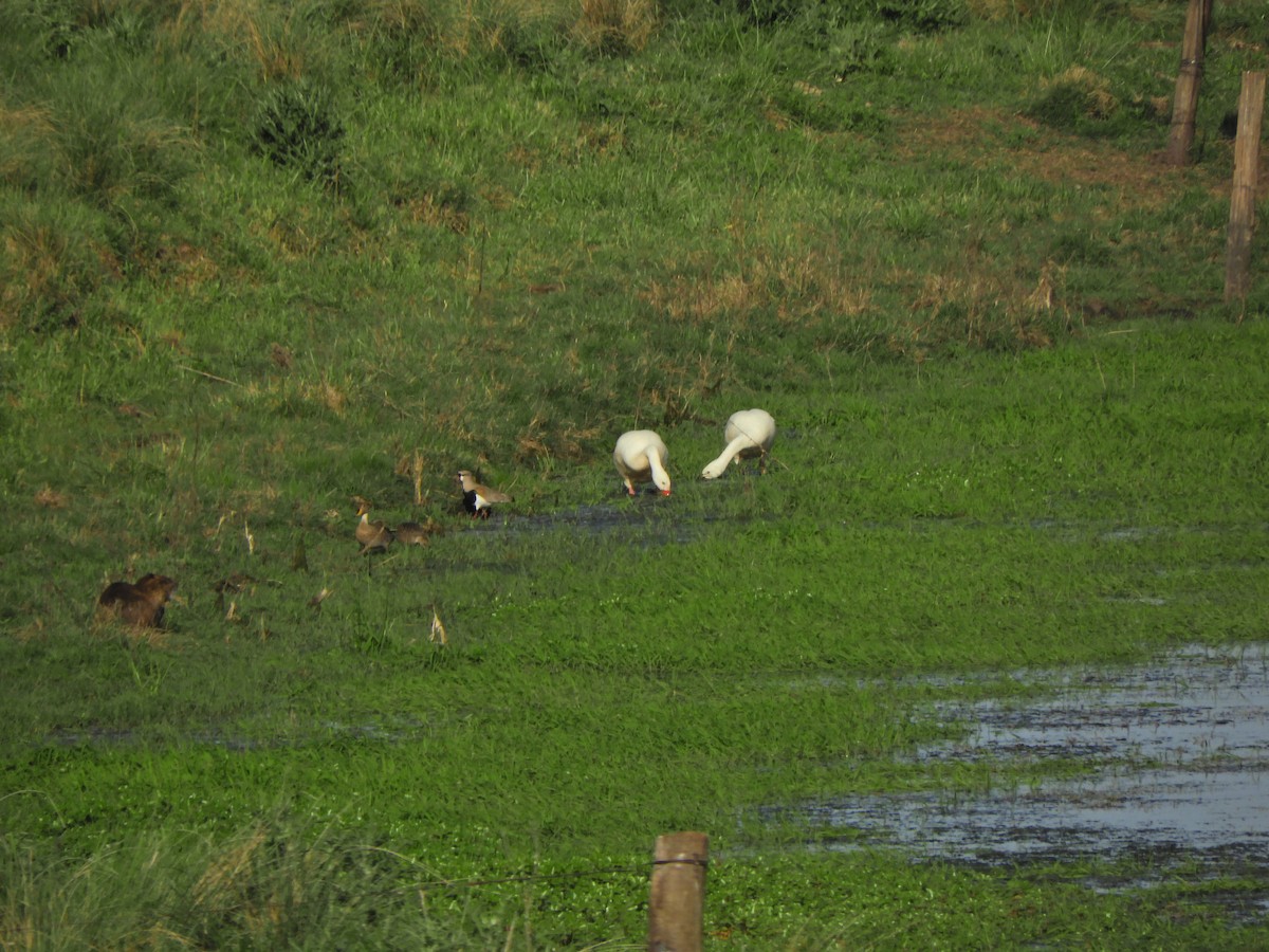 Coscoroba Swan - ML643413100