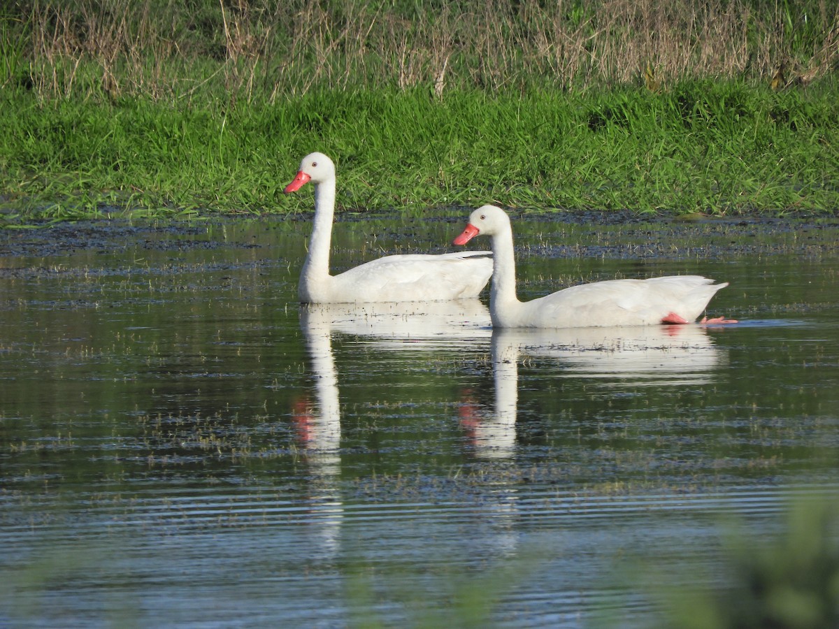 Coscoroba Swan - ML643413101