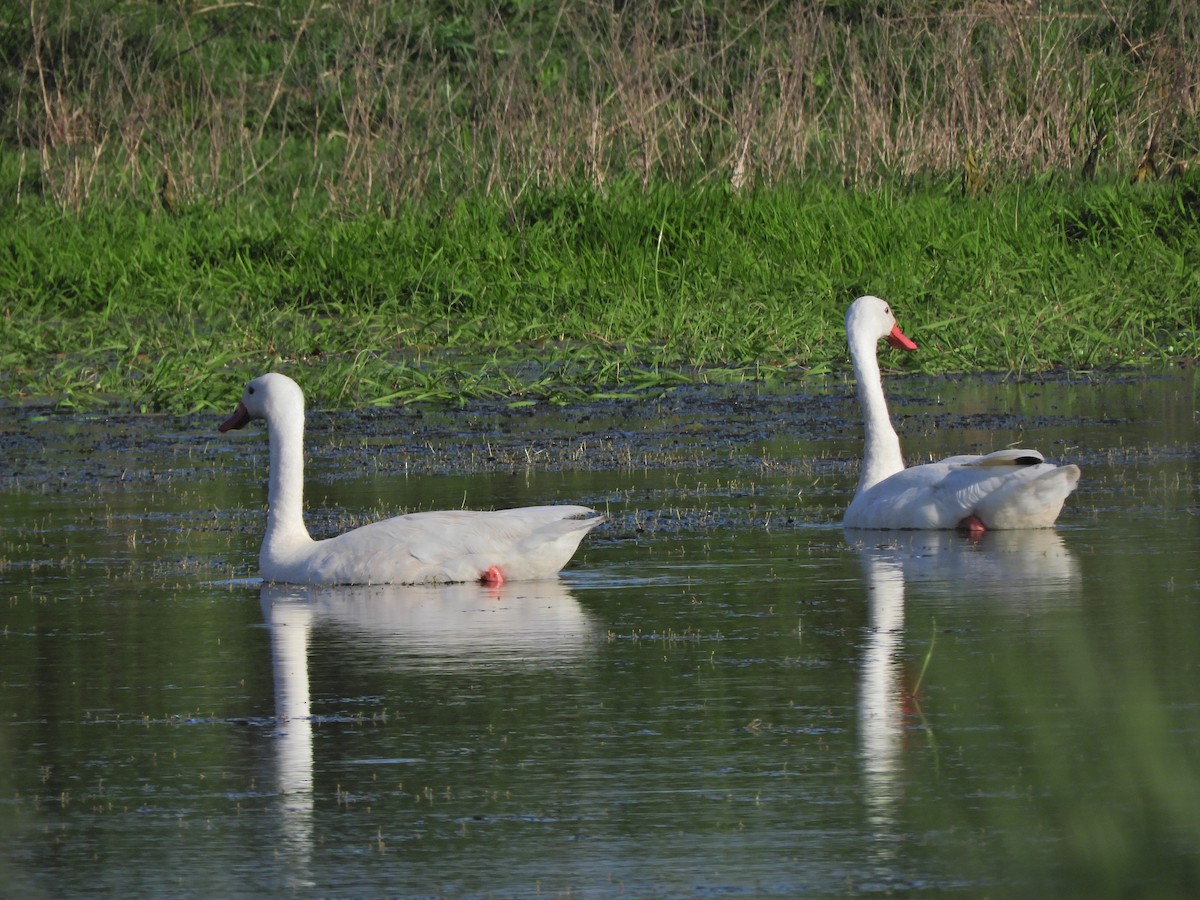 Coscoroba Swan - ML643413102