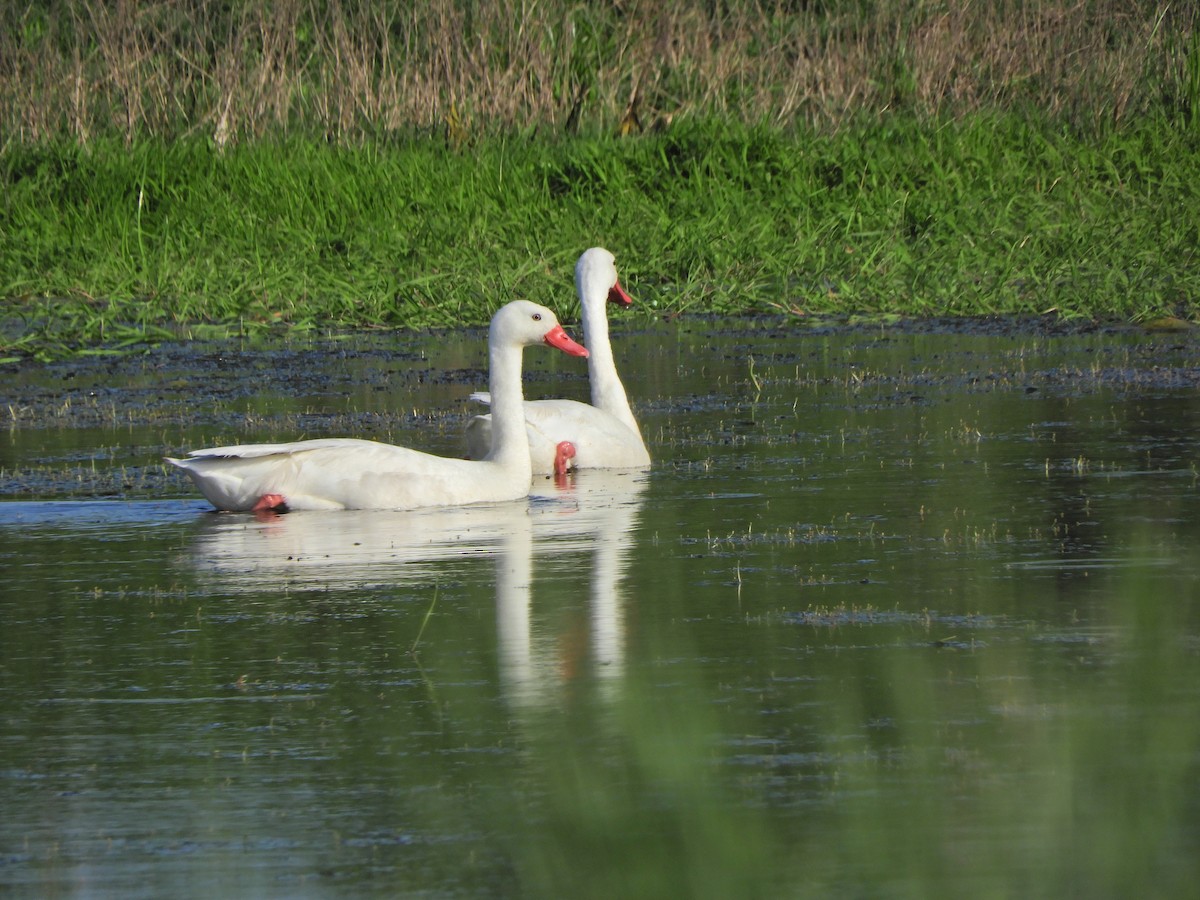 Coscoroba Swan - ML643413103