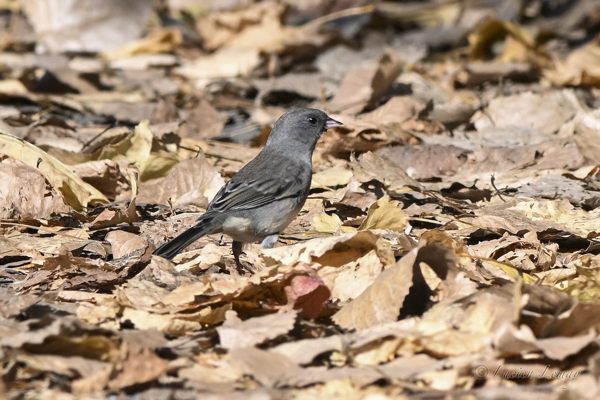 Dark-eyed Junco - ML643413106