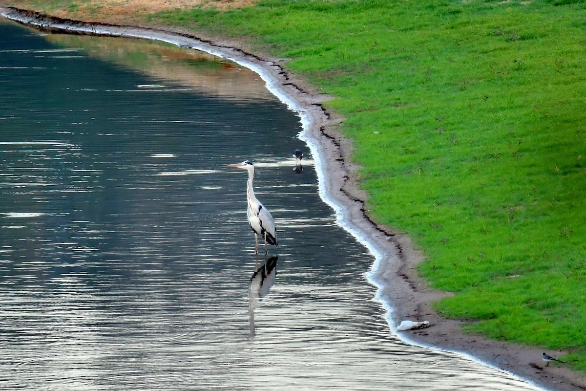 Gray Heron - ML643413119