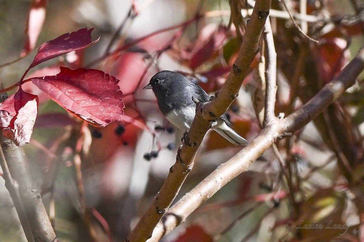 Dark-eyed Junco - ML643413121