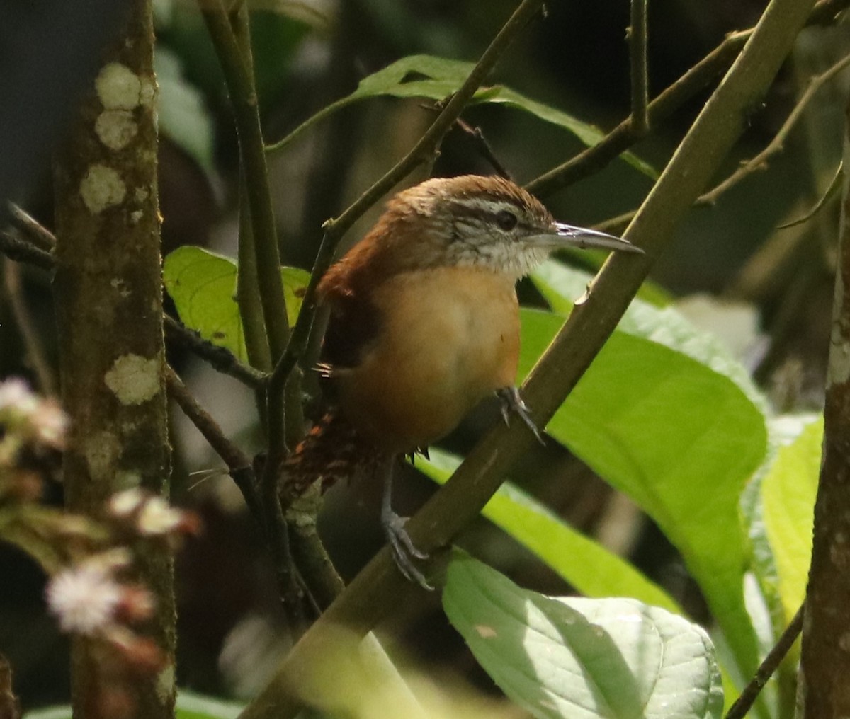 Long-billed Wren - ML643413132