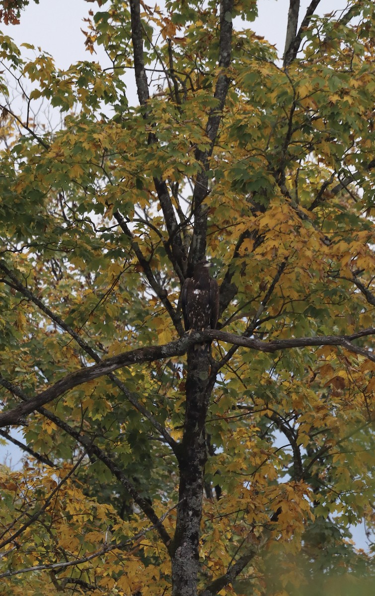 White-tailed Eagle - ML643413133