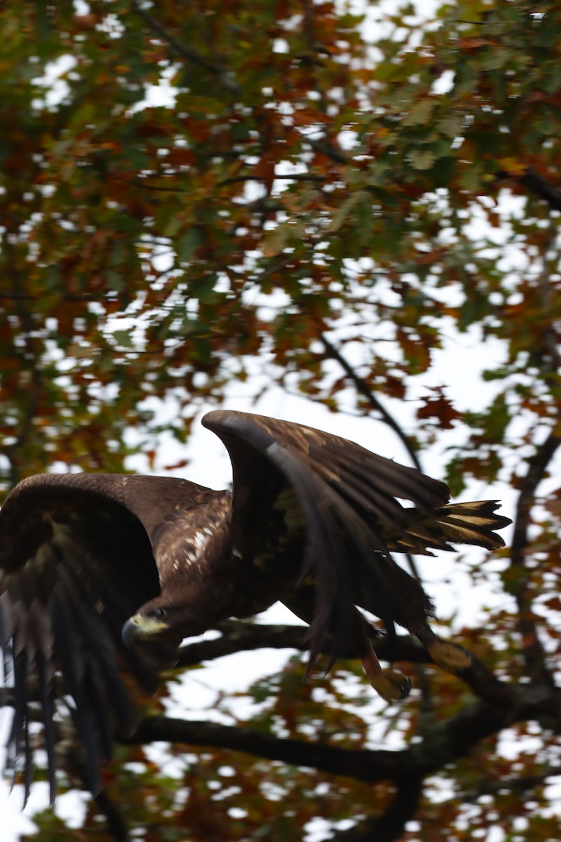White-tailed Eagle - ML643413134
