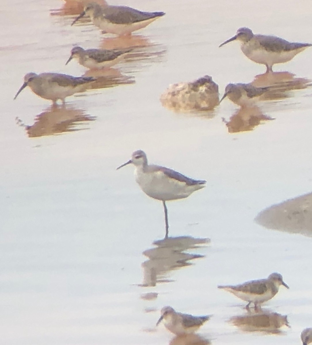 Phalarope de Wilson - ML643413139