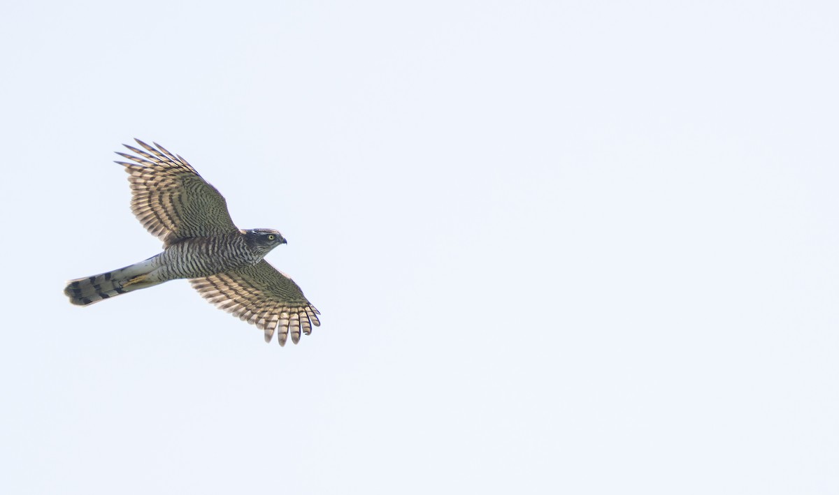 Eurasian Sparrowhawk - ML643413156