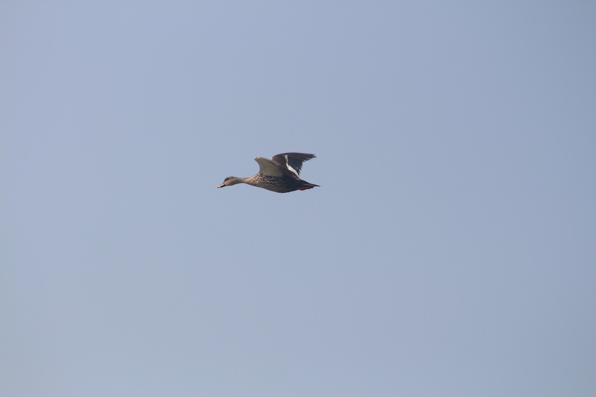 Indian Spot-billed Duck - ML643413187
