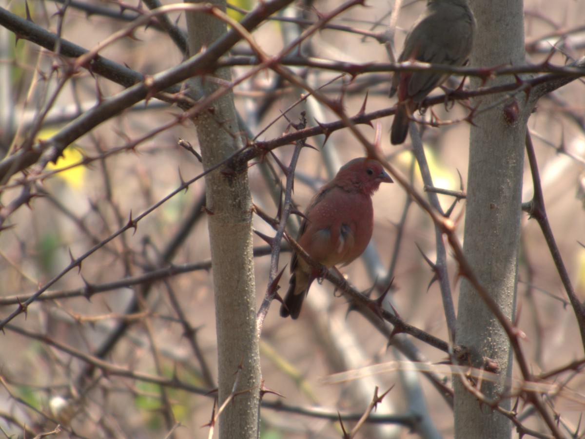 コウギョクチョウ - ML643413188