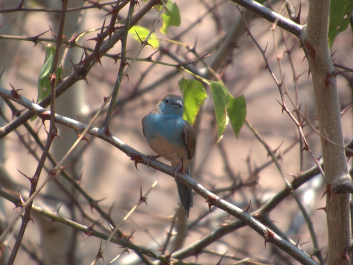 フナシセイキチョウ - ML643413191