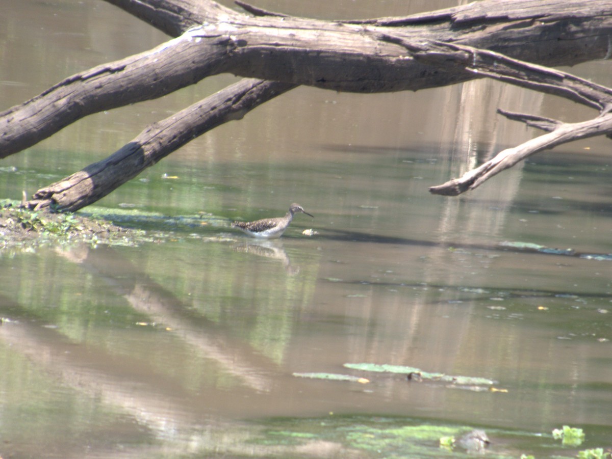 タカブシギ - ML643413197