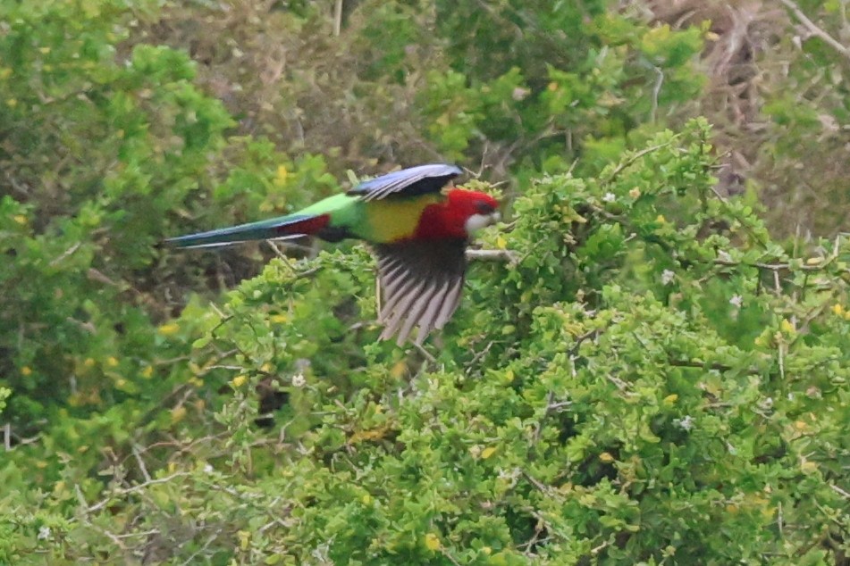Eastern Rosella - ML643413202
