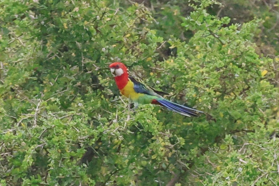 Eastern Rosella - ML643413206