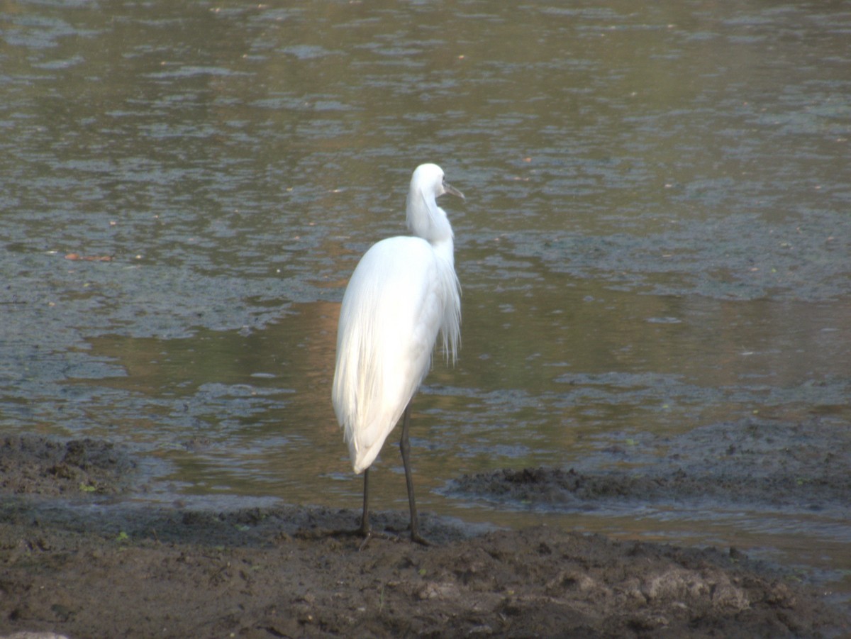 アフリカチュウサギ - ML643413247