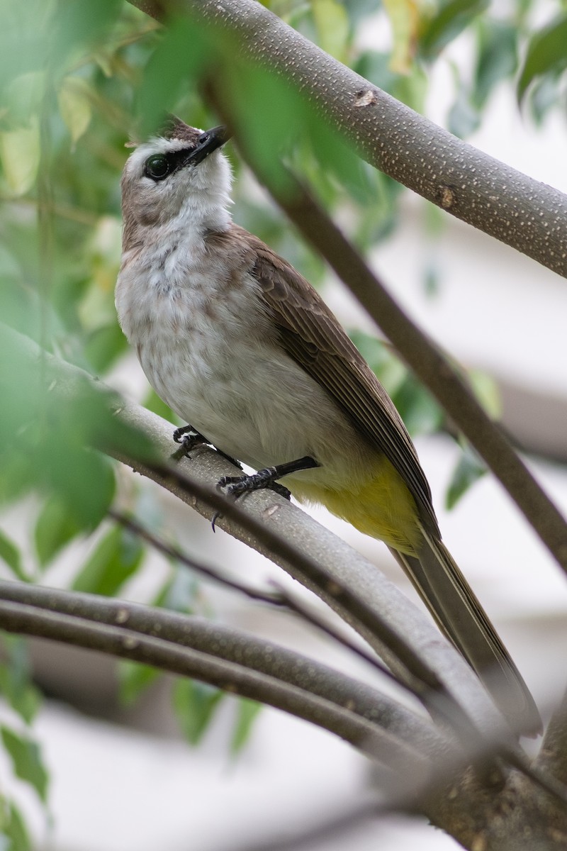 Yellow-vented Bulbul - ML643413252