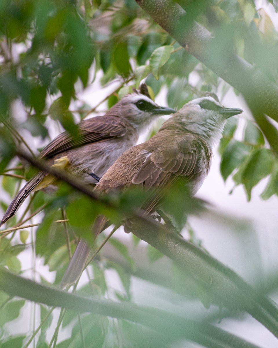 Yellow-vented Bulbul - ML643413253