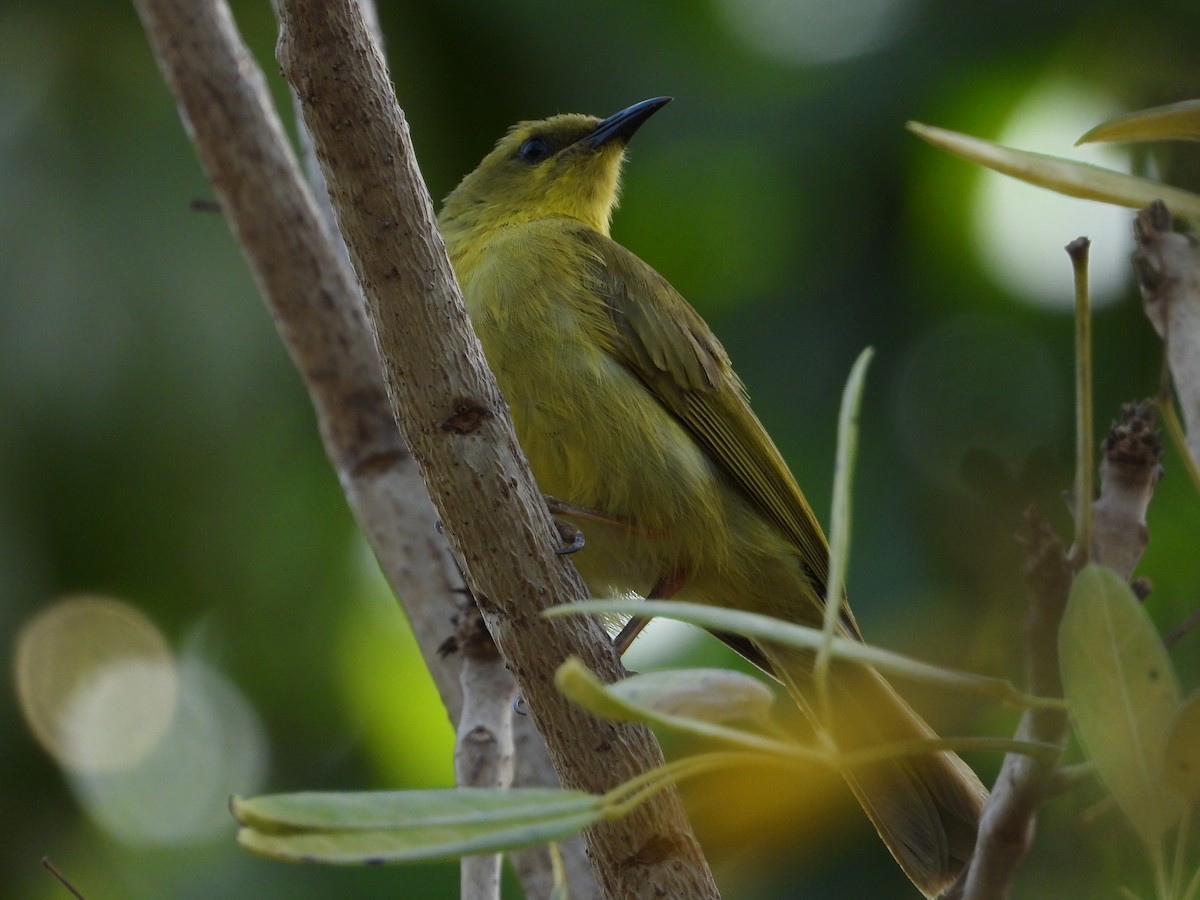 Yellow Honeyeater - ML643413254