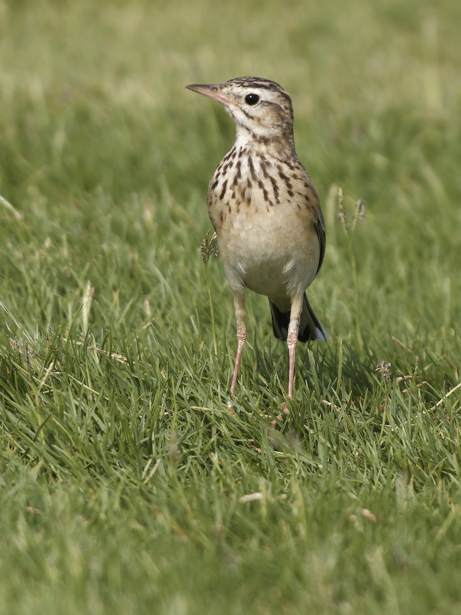 Richard's Pipit - ML643413255