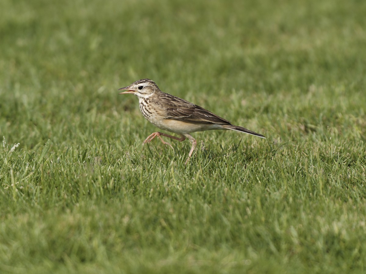 Richard's Pipit - ML643413256