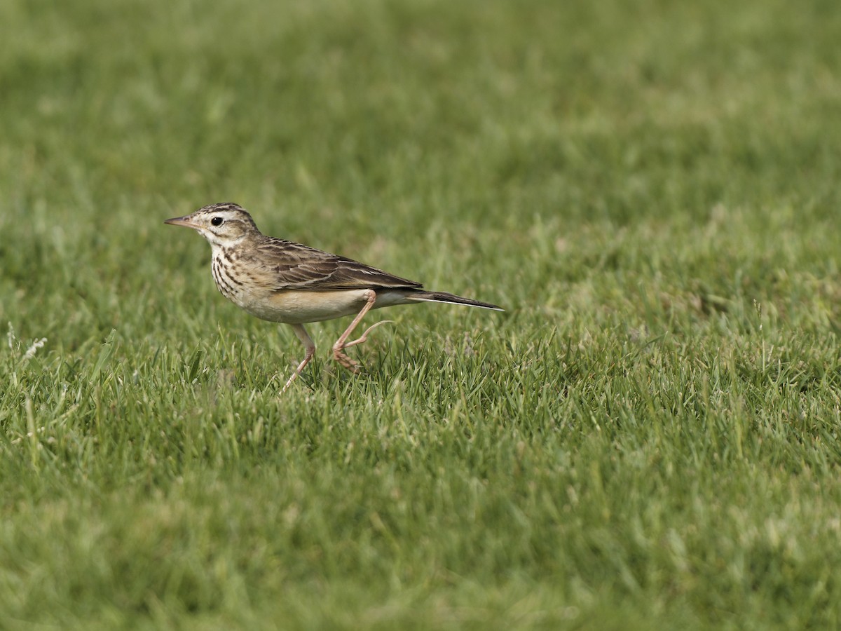 Richard's Pipit - ML643413257