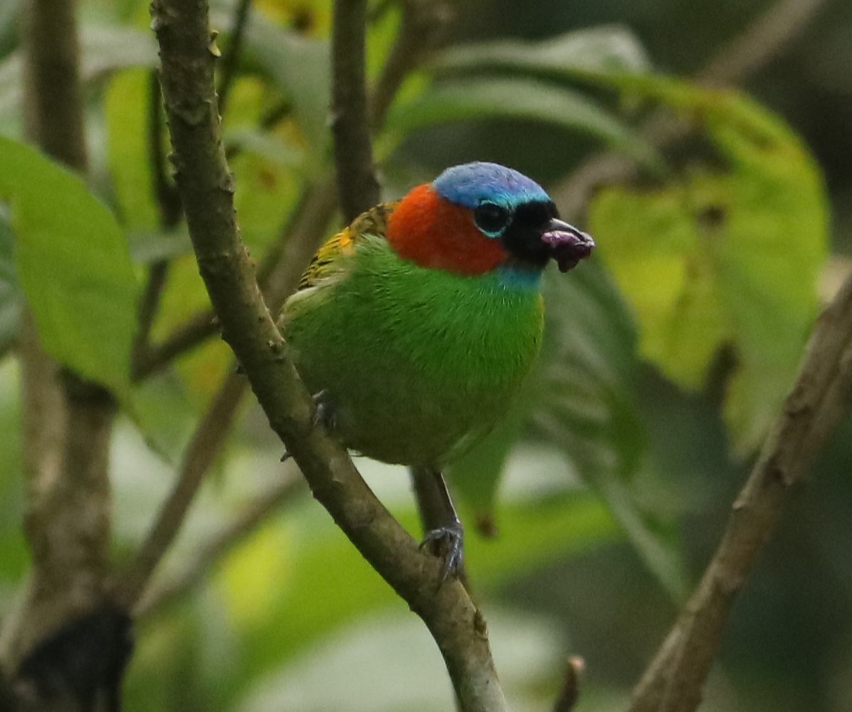 Red-necked Tanager - ML643413261