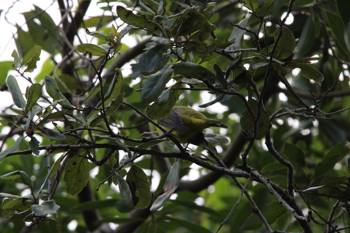 Scarlet Tanager - ML643413269