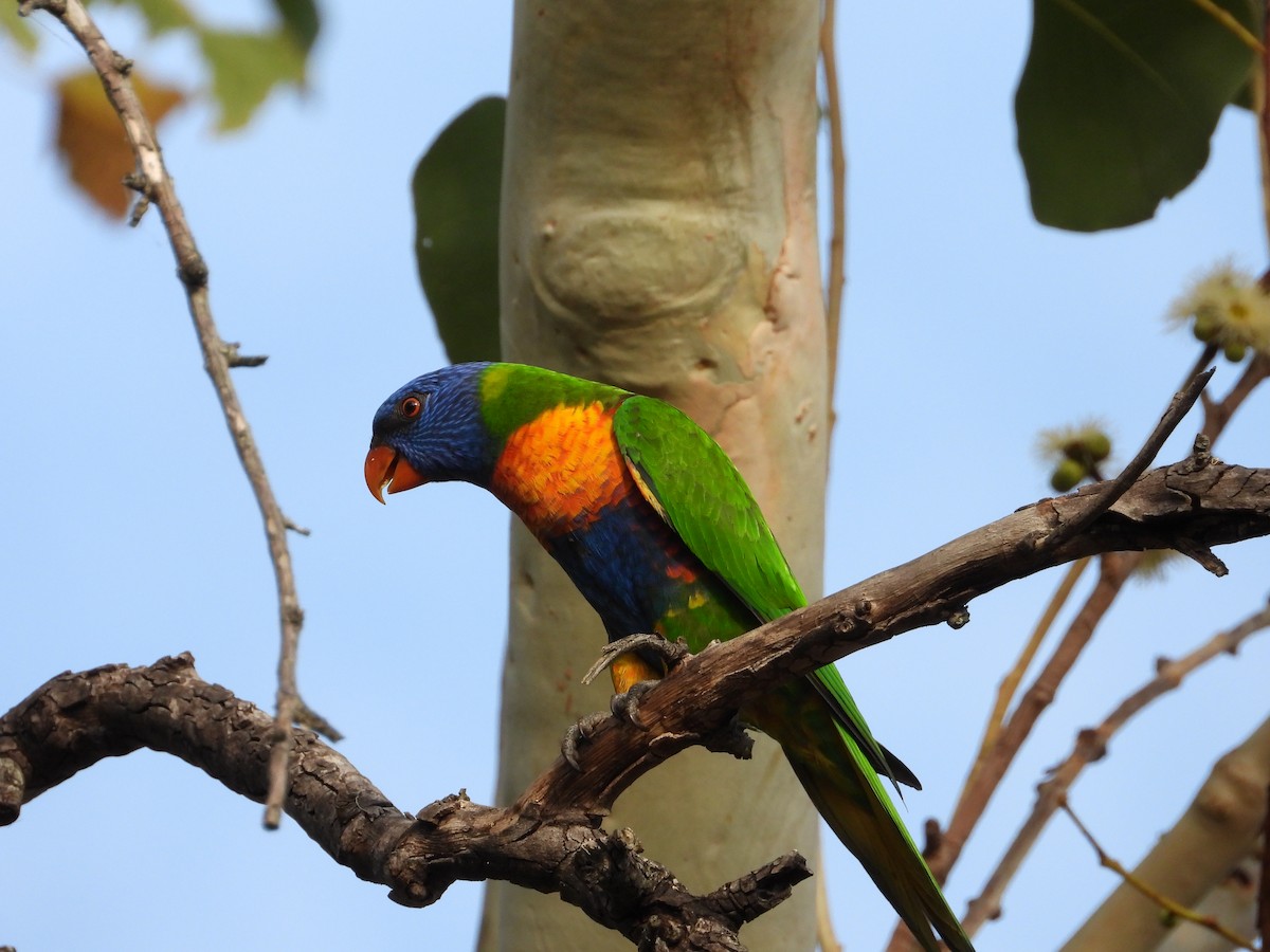 Rainbow Lorikeet - ML643413274