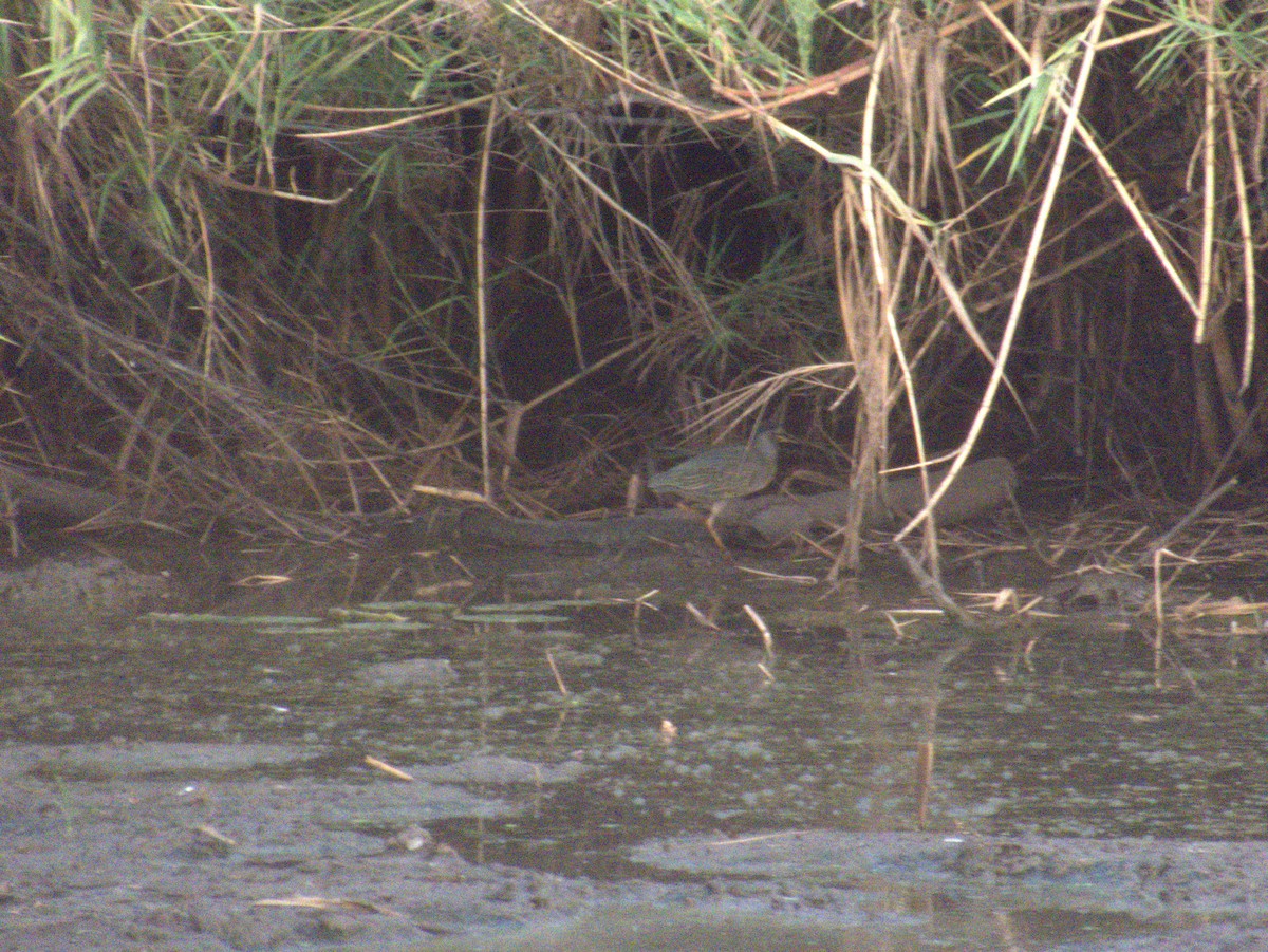 Striated Heron - ML643413275
