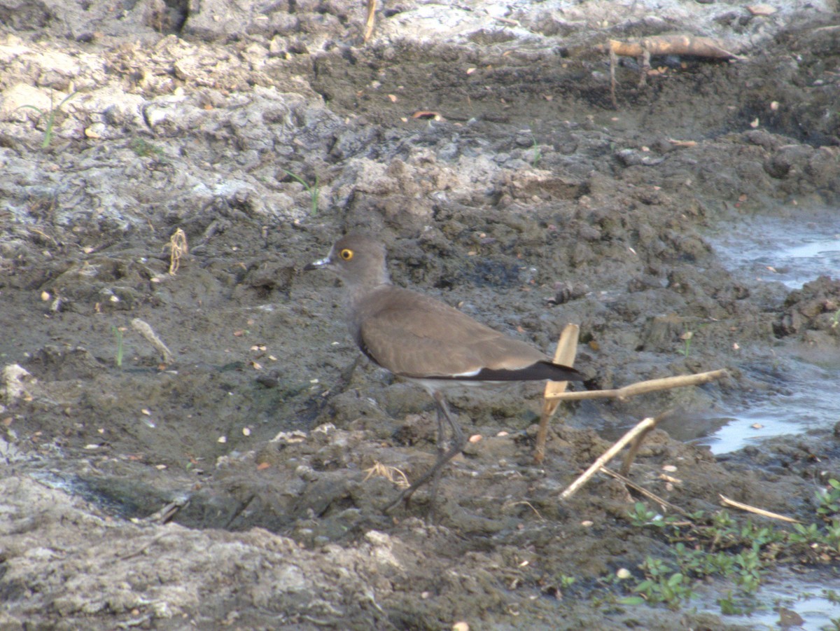 シロビタイゲリ - ML643413278