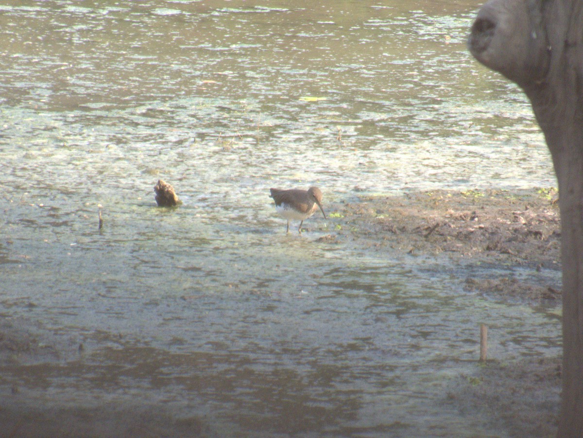 クサシギ - ML643413281