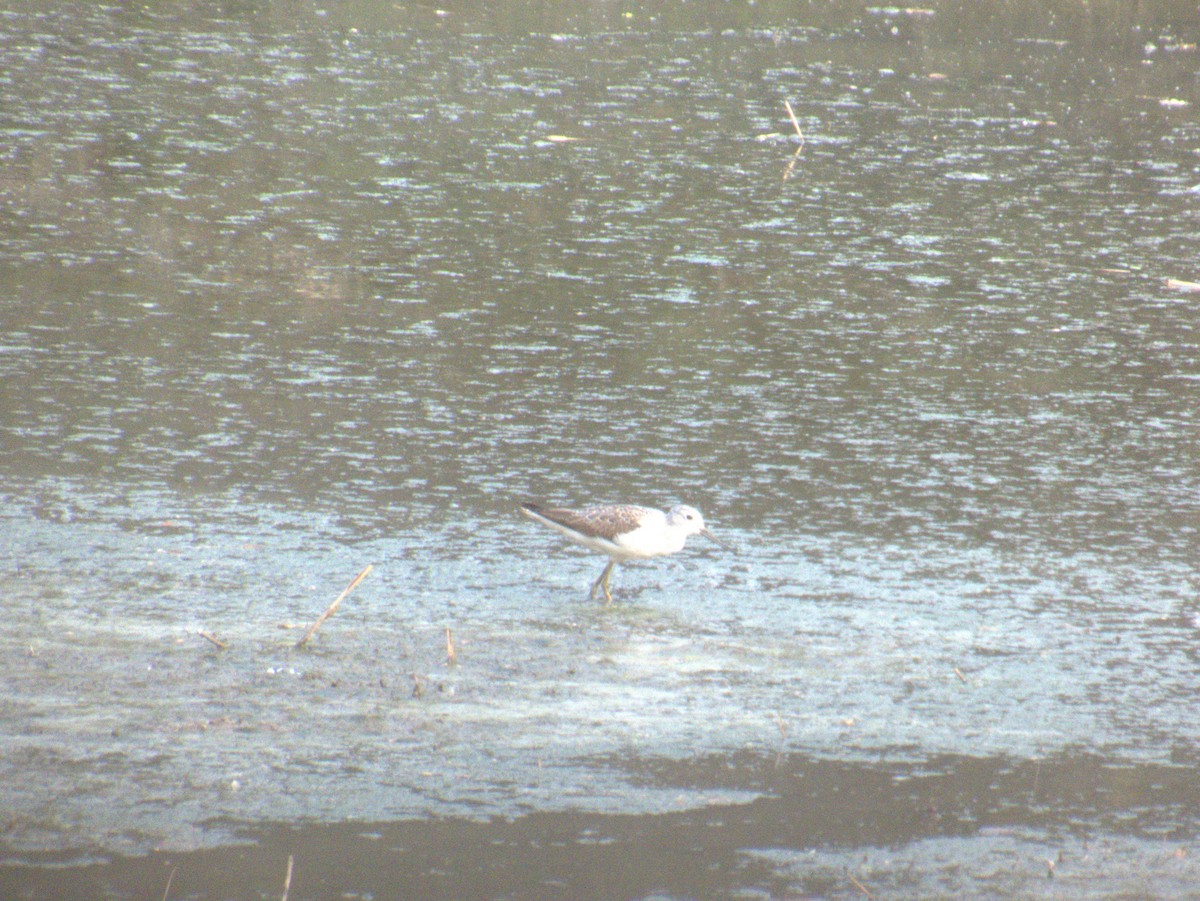 コアオアシシギ - ML643413284