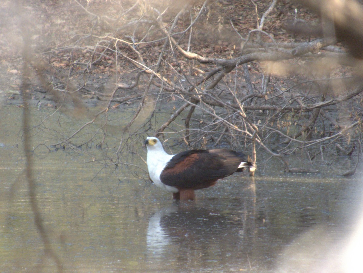 サンショクウミワシ - ML643413285