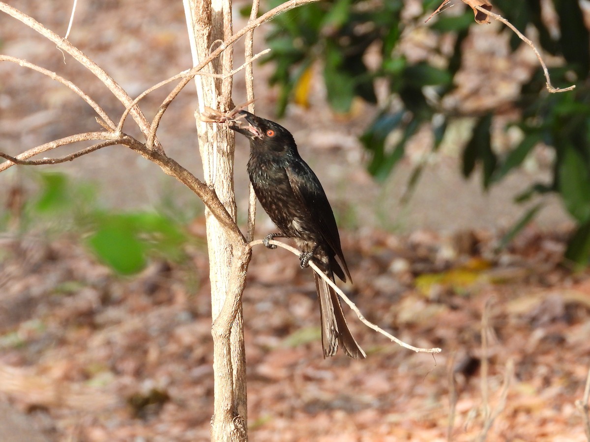 Spangled Drongo - ML643413287