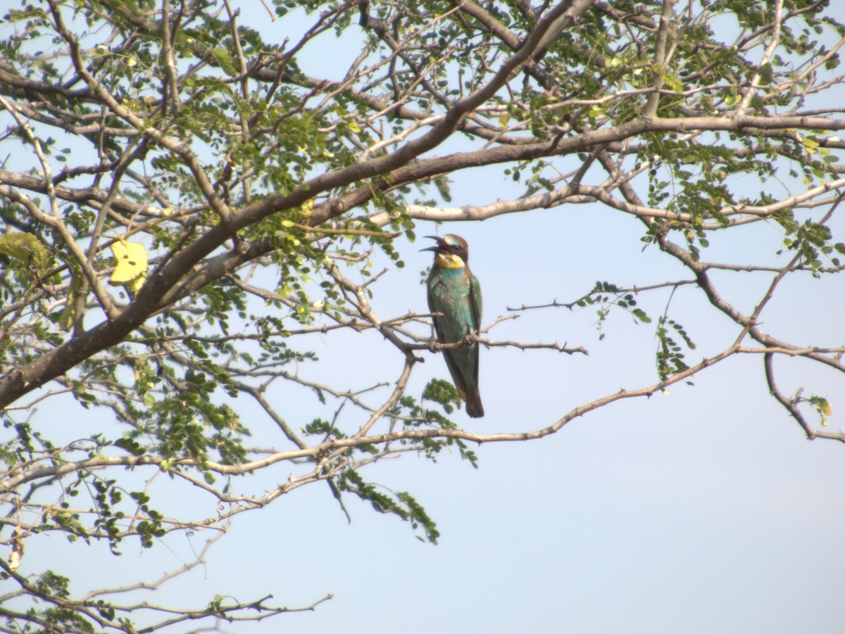 ヨーロッパハチクイ - ML643413290