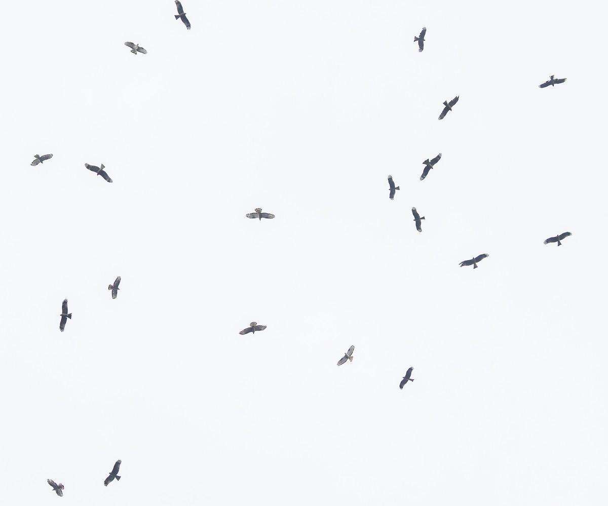 European Honey-buzzard - ML643413300