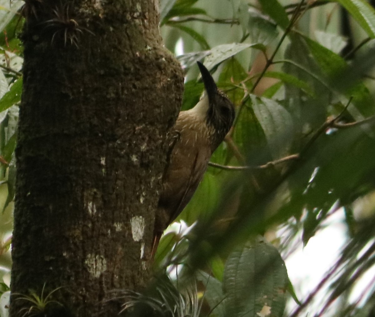 White-throated Woodcreeper - ML643413304