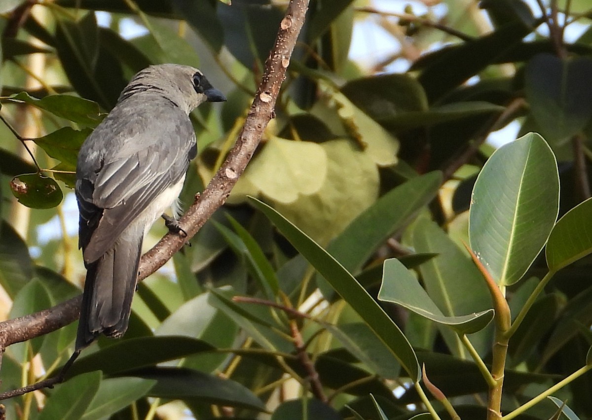 White-bellied Cuckooshrike - ML643413305