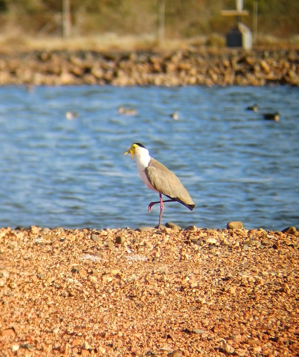 Masked Lapwing - ML643413323